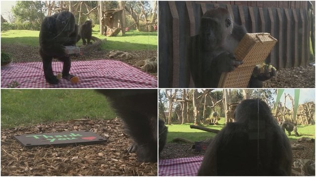 Akimirkos iš ypatingos šventės Londono zoologijos sode: Motinos dieną minėjo ir gorilų šeimos