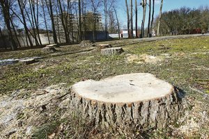 Kauniečiai aprauda kiekvieną nupjautą medį – priežastys mažai kam rūpi 