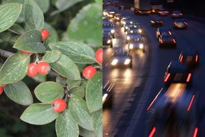 Mokslininkai surado super augalą, kuris geriausiai išvalo orą nuo teršalų