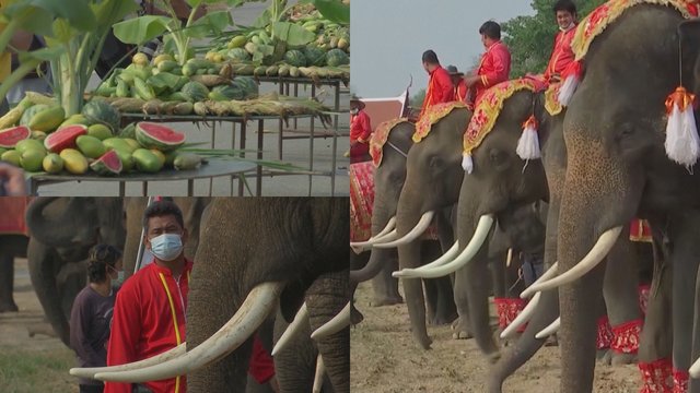 Tailandas švenčia Nacionalinę dramblių dieną: tikisi laisvinti karantino ribojimus ir pritraukti turistų