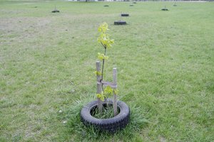 R. Šimašius kreipėsi į vilniečius: ieško žmogaus, paslapčia mieste sodinusio medžius – jam ruošia staigmeną