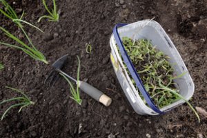 Pavasario sodo darbų kalendorius: įvardijo svarbiausias datas – kada ką būtina nuveikti 