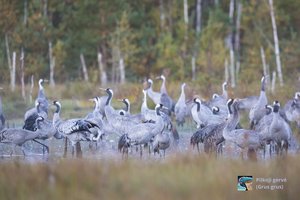 Užlietose Pamario krašto pievose išvysite ko nematę: įspūdingi reginiai – neišėjus iš namų