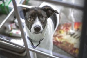 Po 8 metų gyvūnų prieglauda „Linksmosios pėdutės“ priversta išsikelti: „Patekome į nemažą bėdą“