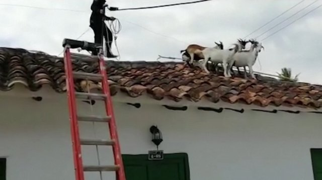 Neeilinį iškvietimą gavę ugniagesiai nepasimetė – puolė gelbėti ant stogo įstrigusias ožkas