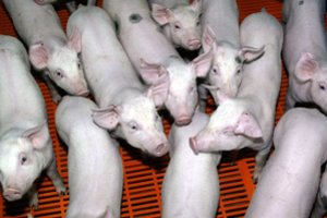 Paukščių ir gyvulių augintojai pratrūko – parama menka, o ir ta pasinaudoti daug kas negali