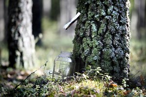 Sezonas pasidėjo: miškininkai paaiškino, kaip teisingai leisti sulą