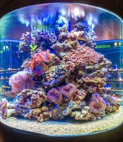 Jūrų muziejus vėl kviečia lankytojus į Kopgalį, žinia apie delfinų pasirodymus