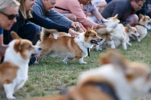 R. Žemaitaitis siūlo atsisakyti kačių ir šunų ženklinimo atgaline tvarka