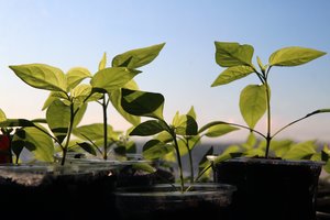 Ką reikia žinoti apie daigų, ūglių ir mikrožalumynų auginimą bei pardavimą