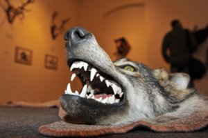 Ministerija: taupant aplinkosaugininkų laiką sumedžiotus trofėjus vertins patys medžiotojai 