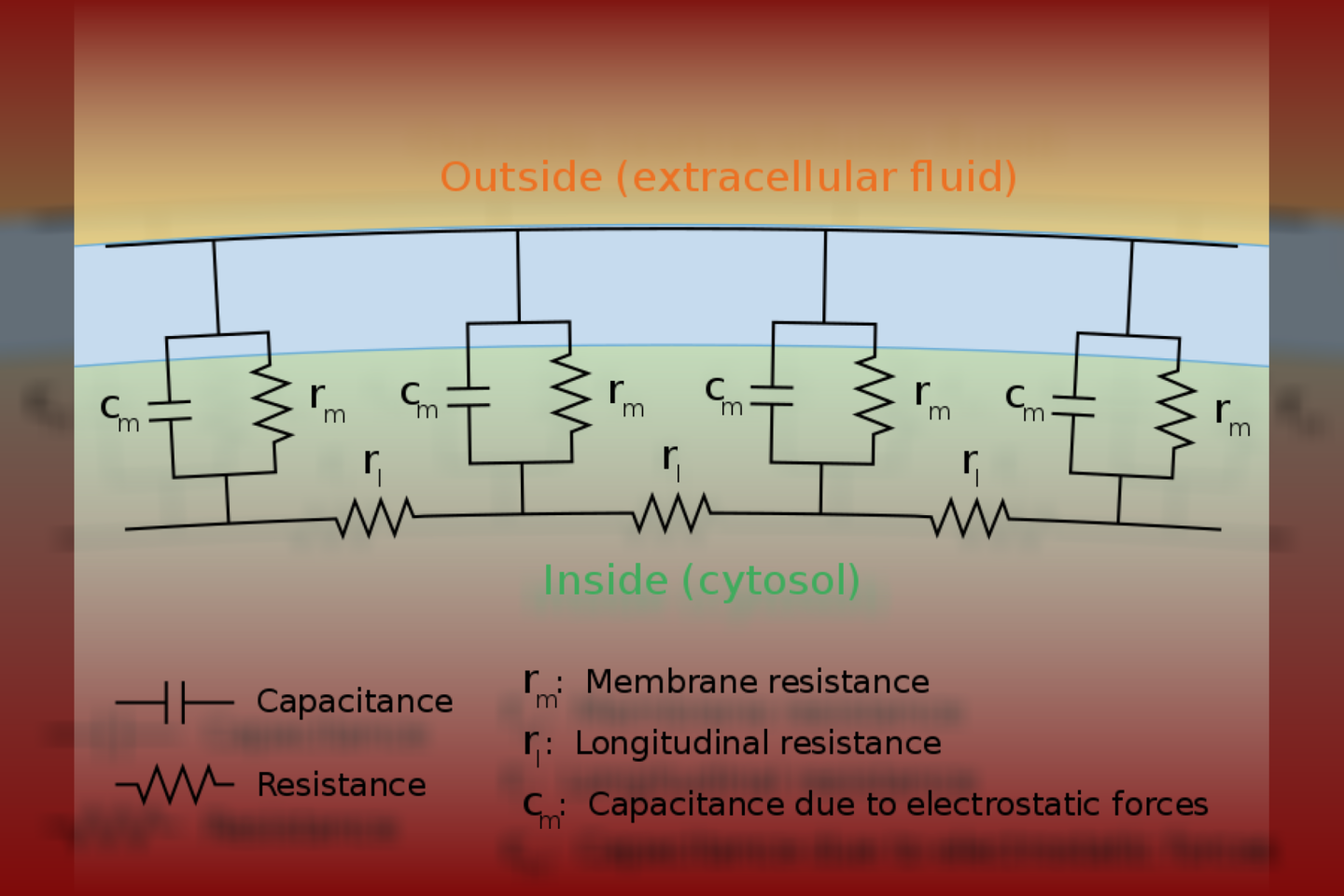  Elektrinė aksono schema, tariami kondensatoriai pažymėti raide „C“.<br> Wikimedia commons