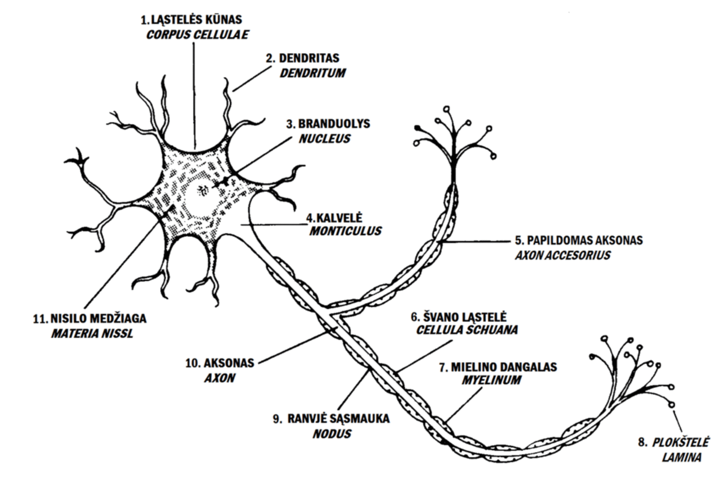  Neuronas.<br> Wikimedia commons
