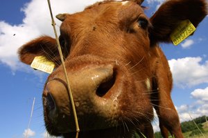 Rinkos galia: pieno kainos pasiekė rekordą ir be jas reguliuojančio įstatymo