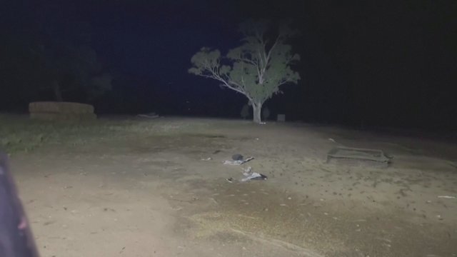 Pamačius nukrečia šiurpas: Australijoje vyksta tūkstančių pelių invazija – vaizdas verčia išsižioti