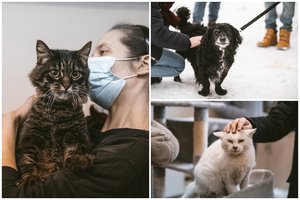 Vilniaus gimnazijos mokiniai bando surasti namus „Tautmilės prieglaudėlės“ globotiniams