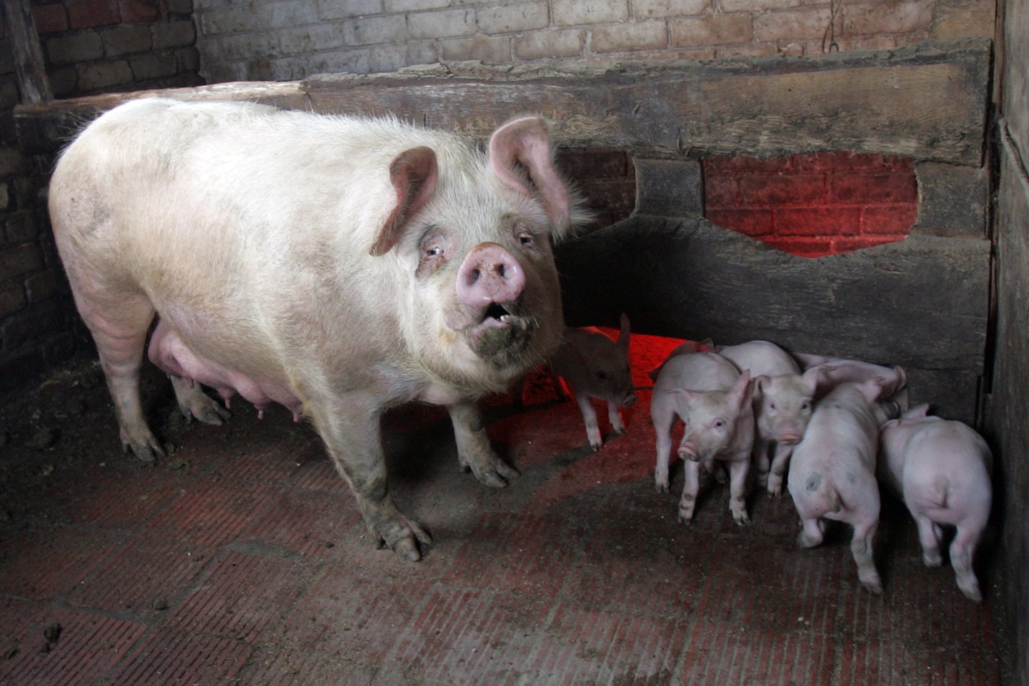 Kiaulių laikytojai turi užtikrinti, kad kiaulių laikymo vietoje nesilankytų pašaliniai asmenys, kartu su kiaulėmis nebūtų laikomi iš laukų (ganyklų) parginti gyvuliai, šerti kiaules tik termiškai apdorotais pašarais.<br>V.Balkūno nuotr.