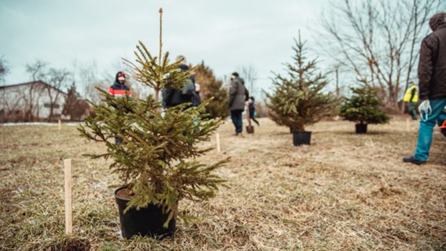 Vilniuje užgimė graži iniciatyva – sodinamas kalėdinių eglučių miškas