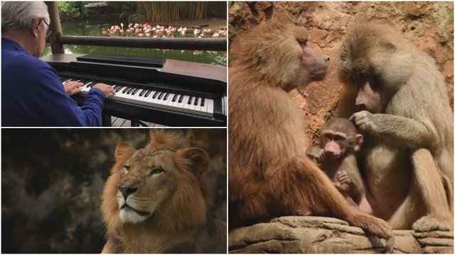 Neįprasta terapija zoologijos sode: gyvūnus ramino klasikinės muzikos garsai