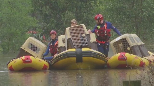 Australijos avarinės tarnybos ėmėsi gelbėjimo operacijos – iš potvynio traukė keturkojus