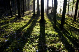 Tyrimas: visuomenė nori, kad šalies miškai būtų saugomi labiau