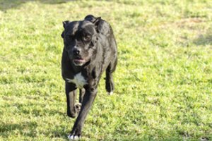 Pamaskvyje pavedžioti išvesti šunys per nelaimingą atsitikimą pražudė 11-metę