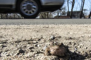 Dėl varliagyvių migracijos uždarytas eismas į Vingio parką