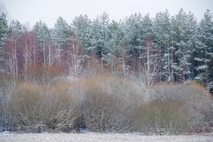 Miško veisimui raginama pasinaudoti ES parama