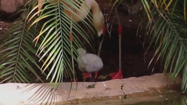 Bolivijos zoologijos sode gimęs nykstančios rūšies flamingo mažylis jau rodosi viešai