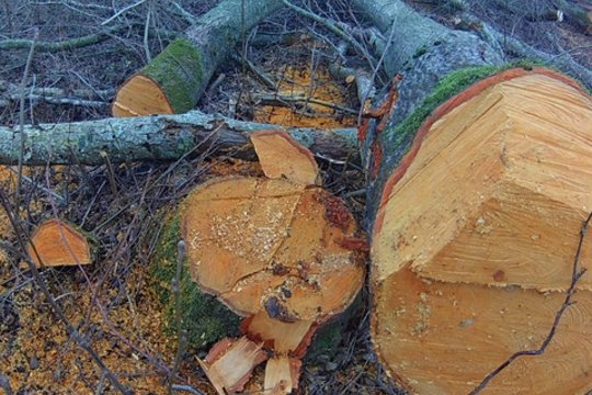 Rusnėje pareigūnai tikrina 4,5 tūkst. kelmų: įtaria, kad medžius iškirto neteisėtai