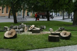 Seimas priėmė ilgai lauktą įstatymą: žada, kad naktimis niekas medžių nebekirs