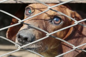 Unikali akcija Lietuvos beglobiams gyvūnams: prašo nepamiršti mažiausių