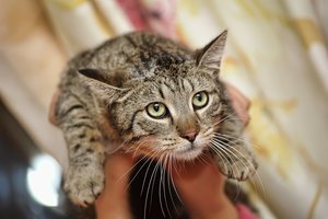 Katinas po beveik 14 metų sugrįžo pas savo šeimininkus