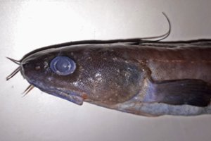 Prie Lietuvos krantų pagauta itin reta giliavandenė keturūsė vėgėlė nustebino net mokslininkus