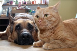 Pastebėję šiuos simptomus delsti negalite: katėms ir šunims jie skirtingi, o kartais ir nematomi