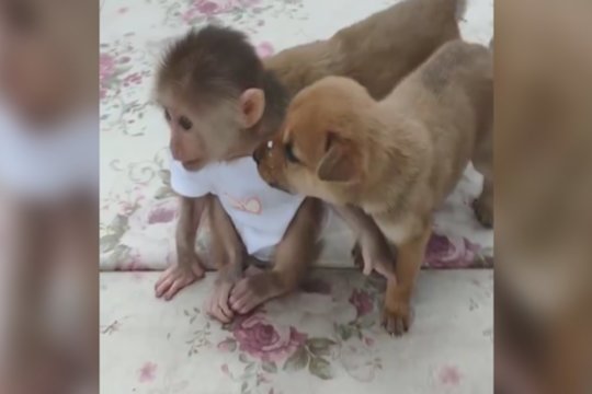 Pasigrožėkite miela gyvūnėlių draugyste: nekliudo ir skirtinga prigimtis