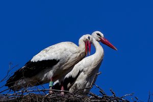 Šiandien – ypatinga diena: į Lietuvą grįžta gandrai, prasideda unikalus metų laikas