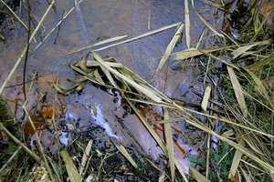 Ekologinė nelaimė Pakruojyje: į upę išsiliejo naftos produktai