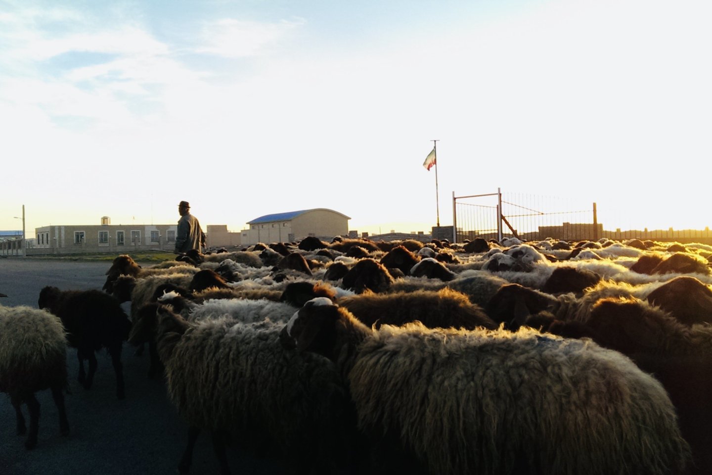  Avių banda. Kaimo vietovė netoli Arebylio miesto Šiaurės Irane.<br>Nuotr. iš asmeninio albumo