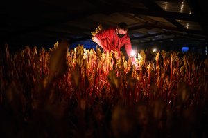 Šimtmečių senumo rabarbarų auginimo žvakių šviesoje tradicija: iš arti parodė unikalų procesą