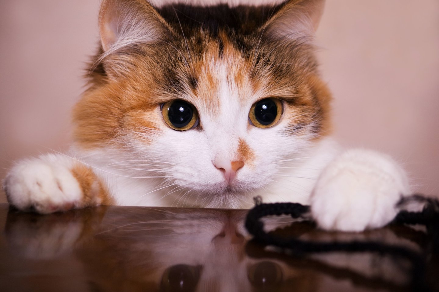  Piebaldizmas yra dažnas kačių tarpe dėl atrankinio veisimo – mat kačių mylėtojai mano, jog dviejų spalvų kailį turinčios katės yra mielos.<br> 123rf nuotr.