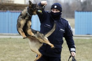 Lenkija ketina skirti pensijas tarnybiniams šunims ir žirgams