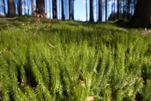 Prieš Velykas – perspėjimas: įsidėmėkite šį augalą, nes už jo rinkimą gresia didžiulė bauda