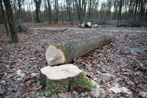 Arboristai Kauno ąžuolyne jau baigė darbus