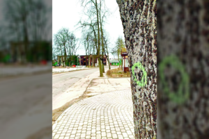 Trakuose – nerimas dėl medžių: aplinkosaugininkams kilo rimtų įtarimų