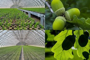 Medelynuose prasidėjus sėjai laukiama, kol išdygs ypatingi medžiai: derliaus nebuvo jau dvejus metus iš eilės