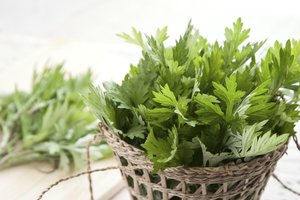 Viena vaistažolė gali padėti atsikratyti virškinimo bėdų: paaiškino, kaip vartoti