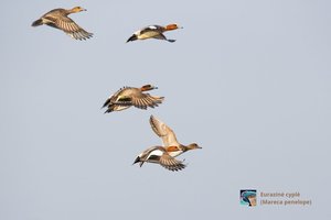 Atskleidė mažai girdėtus faktus apie Pamario krašto miškus ir ten gyvenančius