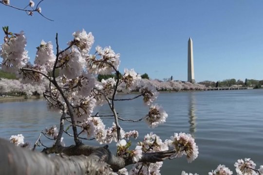 Vašingtone tikras pavasaris: sužydėjo japoniškosios vyšnios – patraukė minias stebėtojų