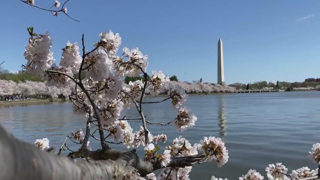 Vašingtone tikras pavasaris: sužydėjo japoniškosios vyšnios – patraukė minias stebėtojų